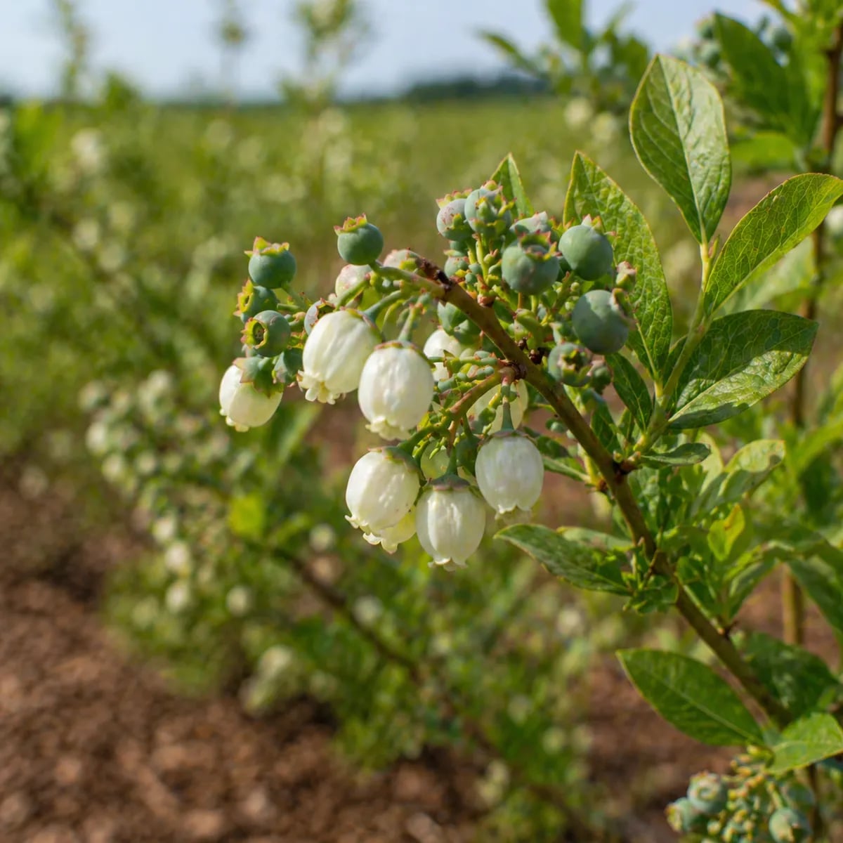 Termin nawożenia borówki w maju