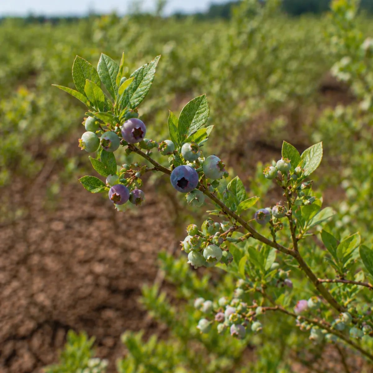 Zdrowy krzew borówki amerykańskiej